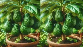 🔴LIVE🌿Simple Techniques to Grow Avocado, Guava and Banana Tree For Beginner!