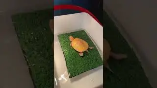 Basking Turtle sunbathing spot, purchase link in the comments pool #turtle #kurakura #basking