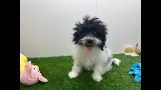 🐶 Maltipom 🐶 teefje 🐶 PUP ID 001856423 🐶