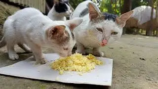 Poor puppy lost his food to cats 😂 | Cat Funny Videos | Cat Dog Videos | Pet Videos | Kitten Videos