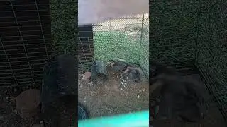 FEEDING MY WILD DUCK #shortvideo