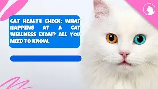 Cat Health Check: What Happens at a Cat Wellness Exam? All You Need to Know