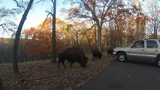 Buffalos Grazing - Driving Through Lone Elk Park - St. Louis County - St. Louis, MO - 11/19/2017