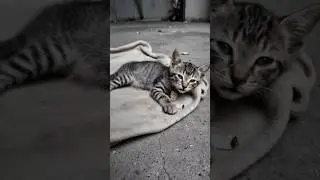 Fluffy Cat Stays and Protects Her Injured Kitten #fluffycat #herocat #catlovers #animalrescue