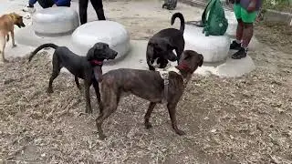 Momo (collar in white & red color) is good with dogs