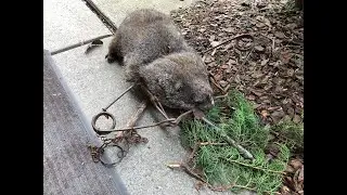 Nuisance groundhog meets 220 conibear