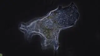 Amoeba moving speed