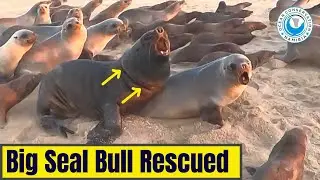 Big Seal Bull Rescued
