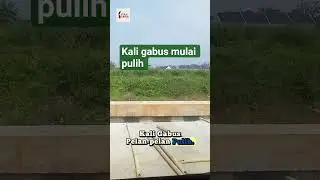 Apa kabar kali gabus sekarang?#KaliGabus #NormalisasiKali #BebasBanjir #PerubahanNyata #kdm