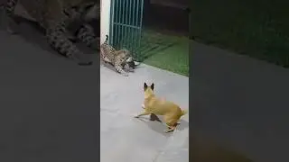 Leopard Attacks But Cat Fights Back | Dog Barks to Rescue | Epic Wild Showdown #wildlife #animals