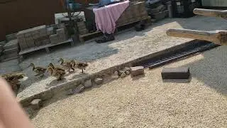 2024 Ducks in a row while working on the patio