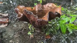 Brown Rollrim fungi in the rain - September 2023