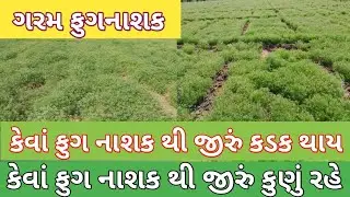 કેવાં ફુગ નાશક થી જીરું કડક થાય અને ક્યા ફુગ નાશક થી જીરું કુણું રહે/Jiru 