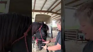 Gentle Horse Trailer Loading with Shakespeare