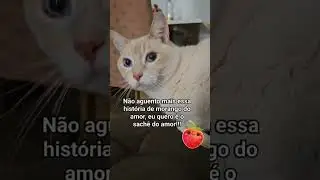 Raul🍓 #animais #gatos #gatinhos #gateiros #gateiras #morangos #morangodoamor #gato #gatices #felinos