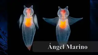 Fauna Abisal