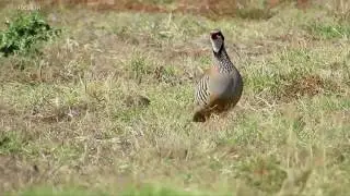 Aménagement territoire perdrix rouge
