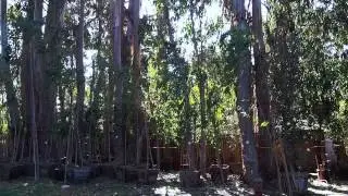 Pacific Grove Monarch Grove Sanctuary Feb  23, 2013