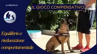 Giochi per Cani Iperattivi: Strategie per Calmare e Divertire il Tuo Amico a 4 Zampe!