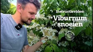 Viburnum snoeien? Zo doe je het goed! 🌿 | Snoeitips voor een volle bloei