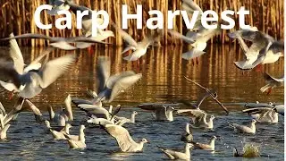 Artificial Ponds, Wild Life | Birds at the Carp Harvest