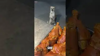 Мать-собака кланяется и просит еду#собака