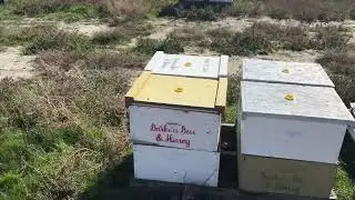 Перевозка пчел на передержку в Калифорнию.