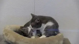 Weld County Humane Society