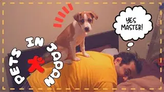Pets In Japan Ultimate Guide  [How To Part 2 of 2]