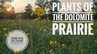 Italian Beef / Dolomite Prairie Exposé