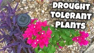 Heat Tolerant Plants for Your Flowerbed! (Bougainvillea, Purple heart and...) 😲🌸 Zone 8b/9a