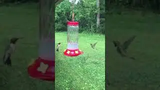 Hummingbirds Slow Motion 😀 Music: Cray Bar- Angela Edge