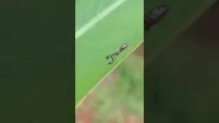 Belalang Sembah Asia #shorts #insects #nature