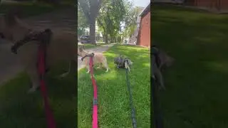 Lilac French Bulldog That Won't Walk