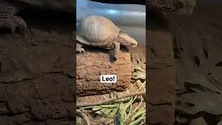 Leo Loves to Climb! #boxturtle #turtle