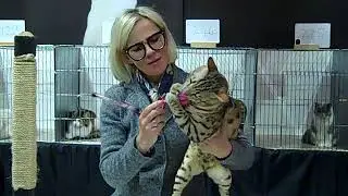 London Cats (Show) - A Judging Round