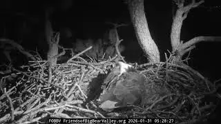 Big Bear Bald Eagle Live Nest - Cam 1