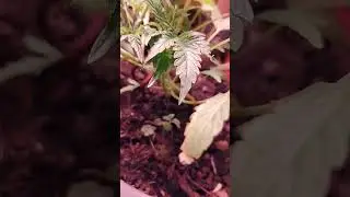 #blueberry muffin x Double grape auto