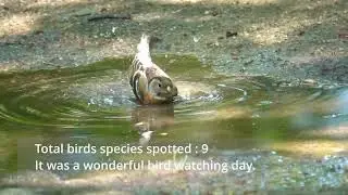 Birding in Japan-Okayama Korakuen, Himeji Castle, Kobe Nunobiki waterfalls & Herb Gardens.