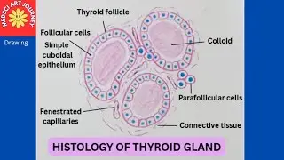 Histology of Thyroid Gland (H&E) | Thyroid Follicles, Colloid & Cells | Medical Exams