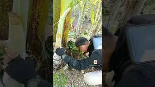 Obat tradisional menumbuhkan rambut botak