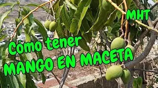MACETOHUERTO - Árboles Frutales en maceta - 2022