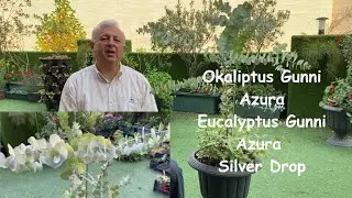 Okaliptus, Eucalytus Gunni Azura, Silver Drop