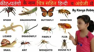 Name of Insect With Pictures in Hindi & English