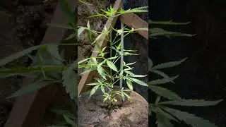 Critical 2.0 XL Auto Flowering 3Week (Grow With Greenhouse & Feeding General Hydroponics FloraBloom)