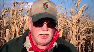 Border-to-border yield variation