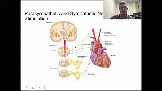 KIN 163 - Cardiovascular Physiology