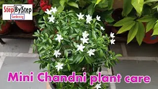 How to grow and care Mini Chandni//Mini Chandni plant complete care