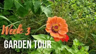 2021 GARDEN TOUR and HARVEST - Week 3 - URBAN GARDENING in Canada Zone 5B