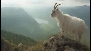 Are You a Sheep or a Goat? | Spiritual Lessons from the Goat (Matthew 25:32)